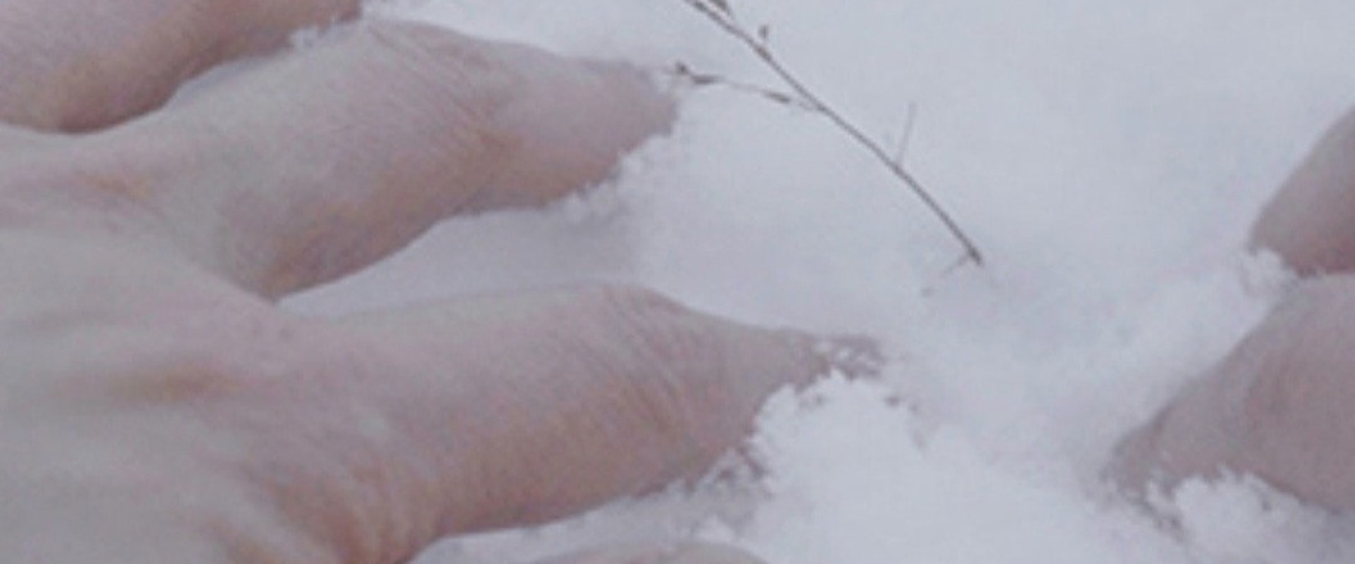 Documentary backdrop image for Arctic Garden (2024)