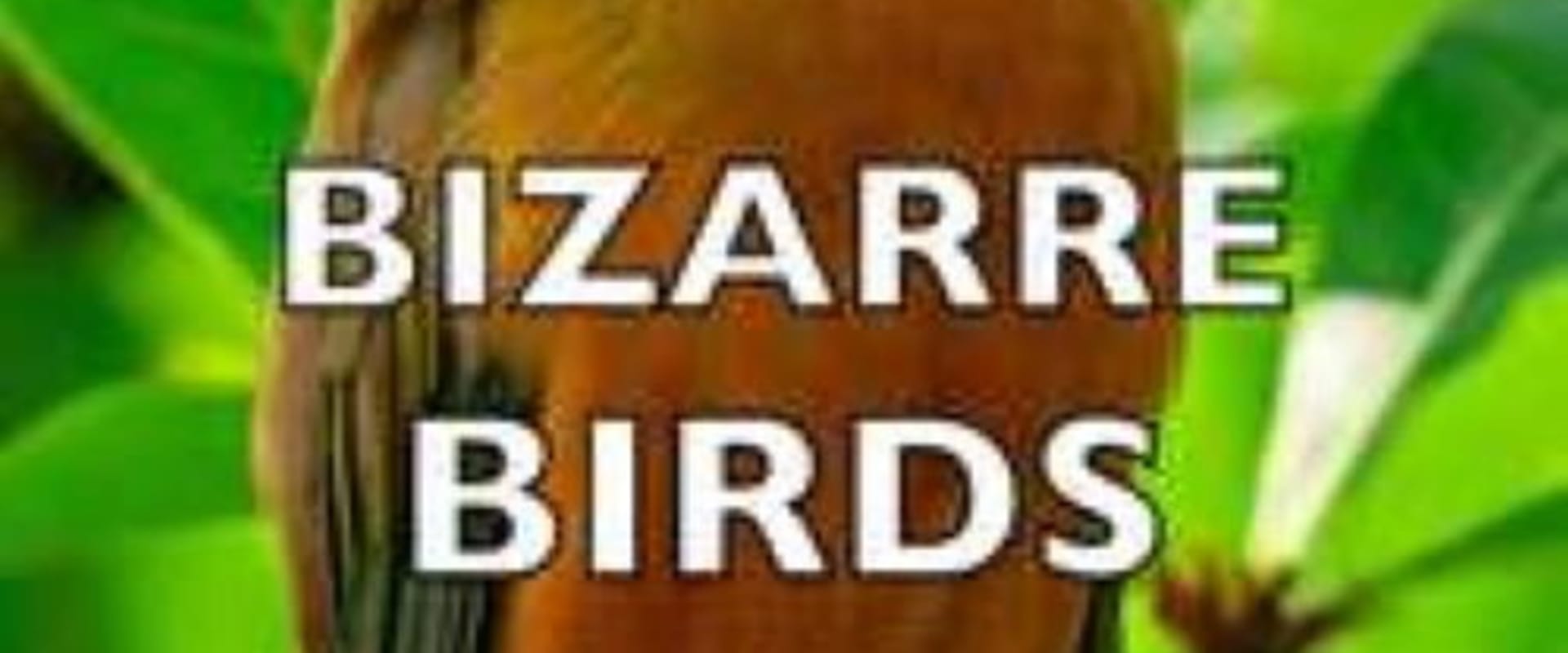 Documentary backdrop image for Bizarre Birds (2014)