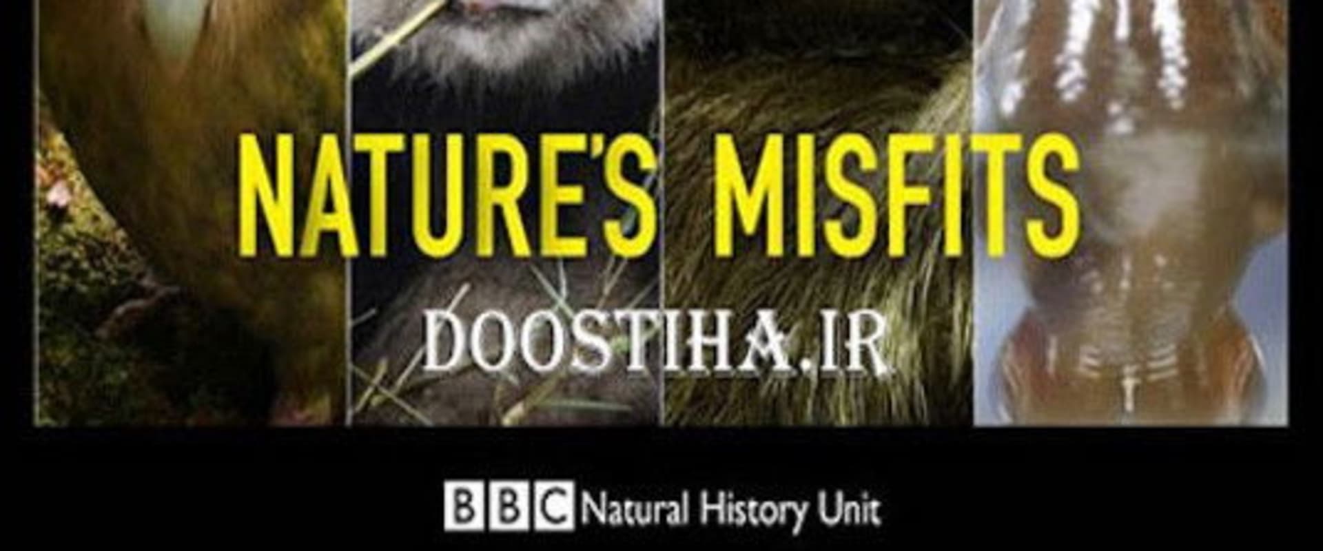 Documentary backdrop image for Nature's Misfits (2014)