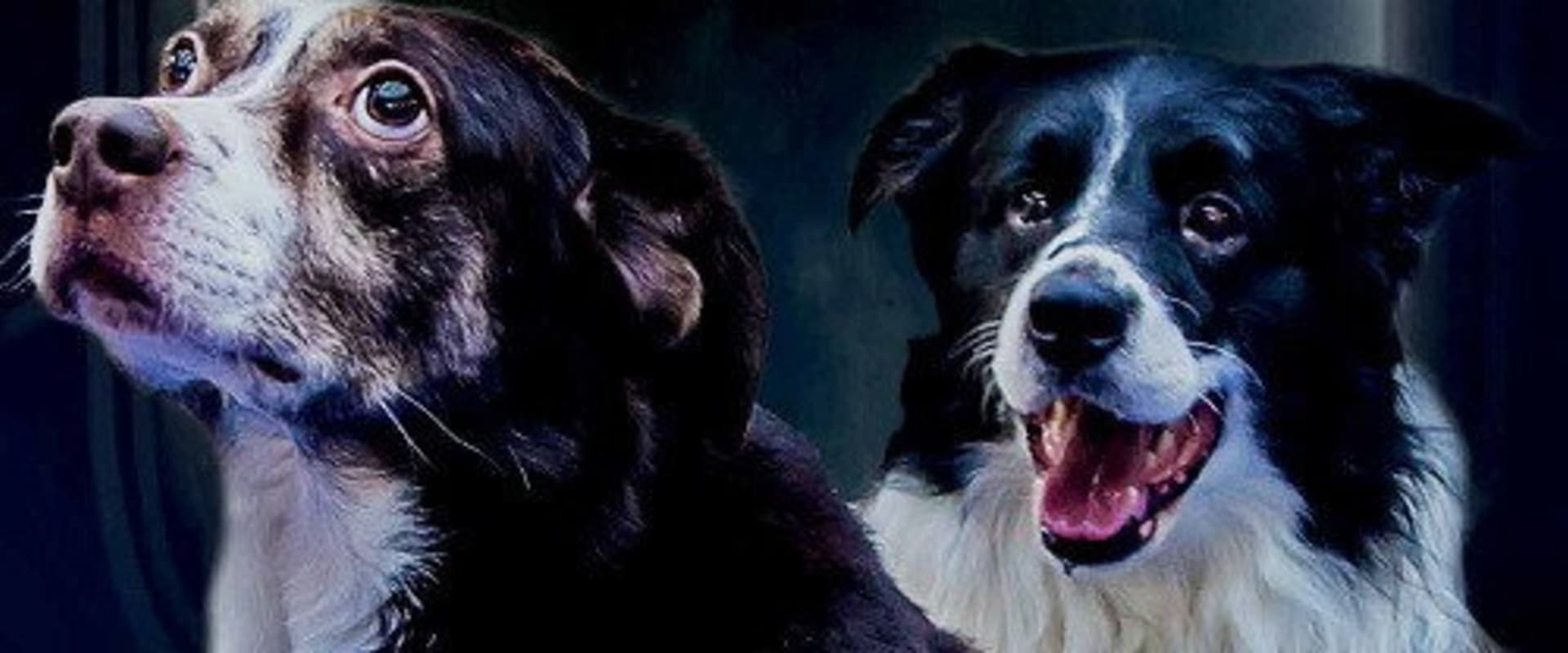 Documentary backdrop image for Space Dogs (2017)