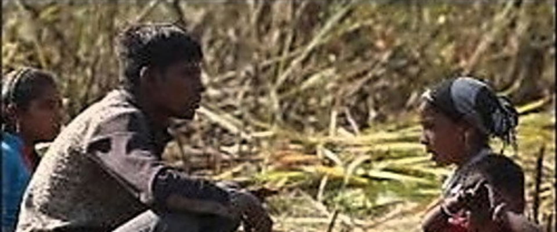 Documentary backdrop image for A Bitter Struggle (2025)