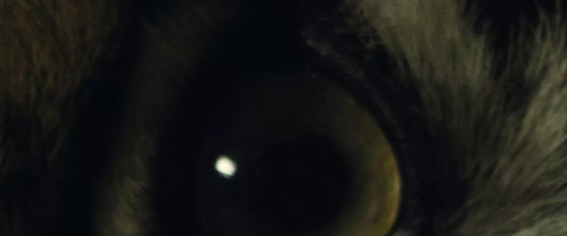 Documentary backdrop image for The Haunted (2017)