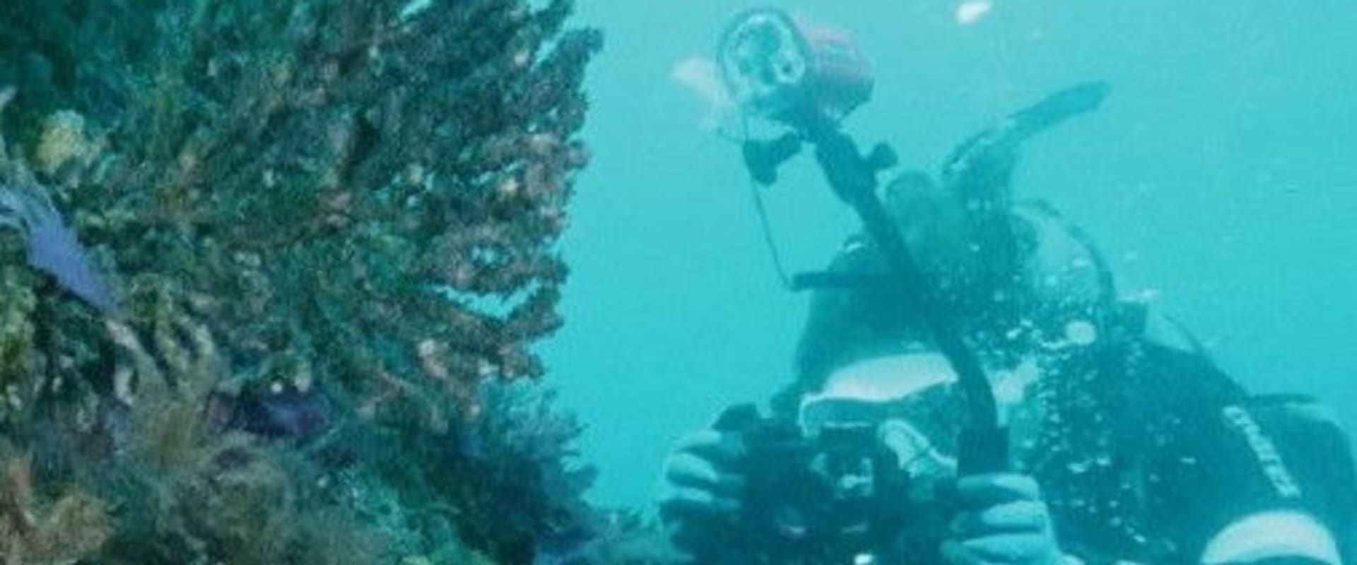 Documentary backdrop image for Coral Love (2023)