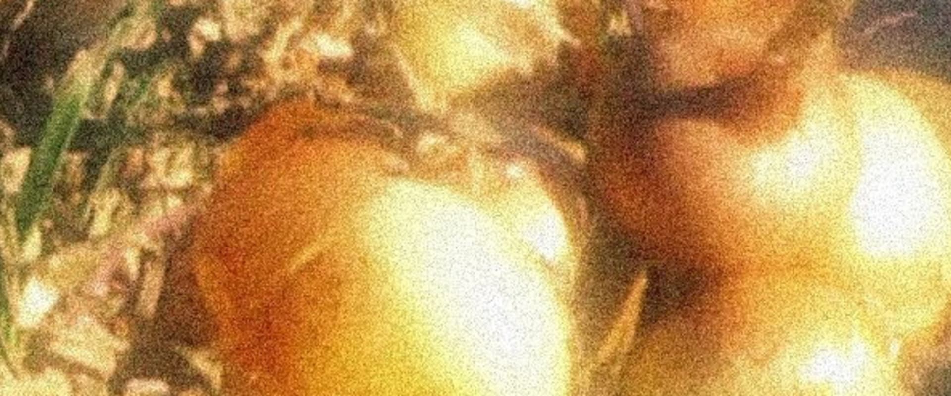Documentary backdrop image for Erial (2021)
