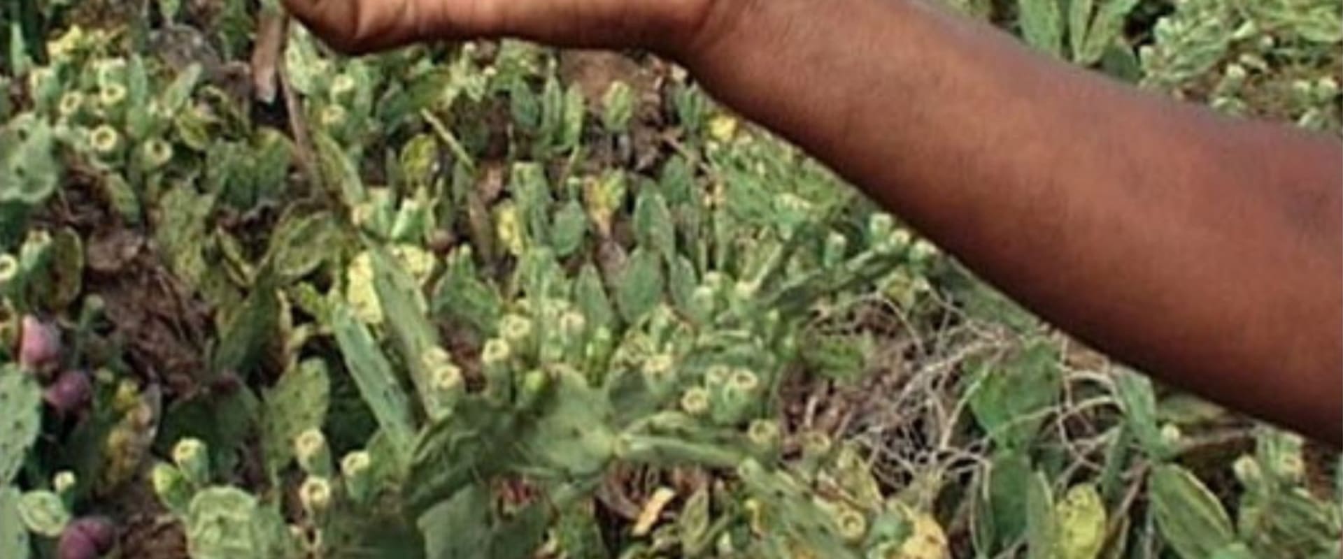 Documentary backdrop image for Red cactus (2008)