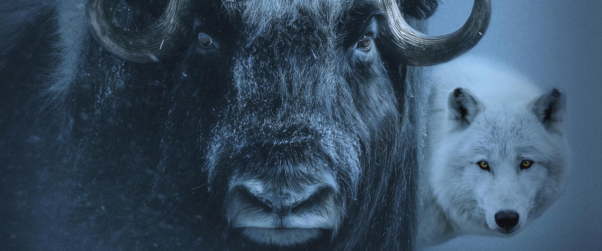 Documentary backdrop image for Muskox (2026)