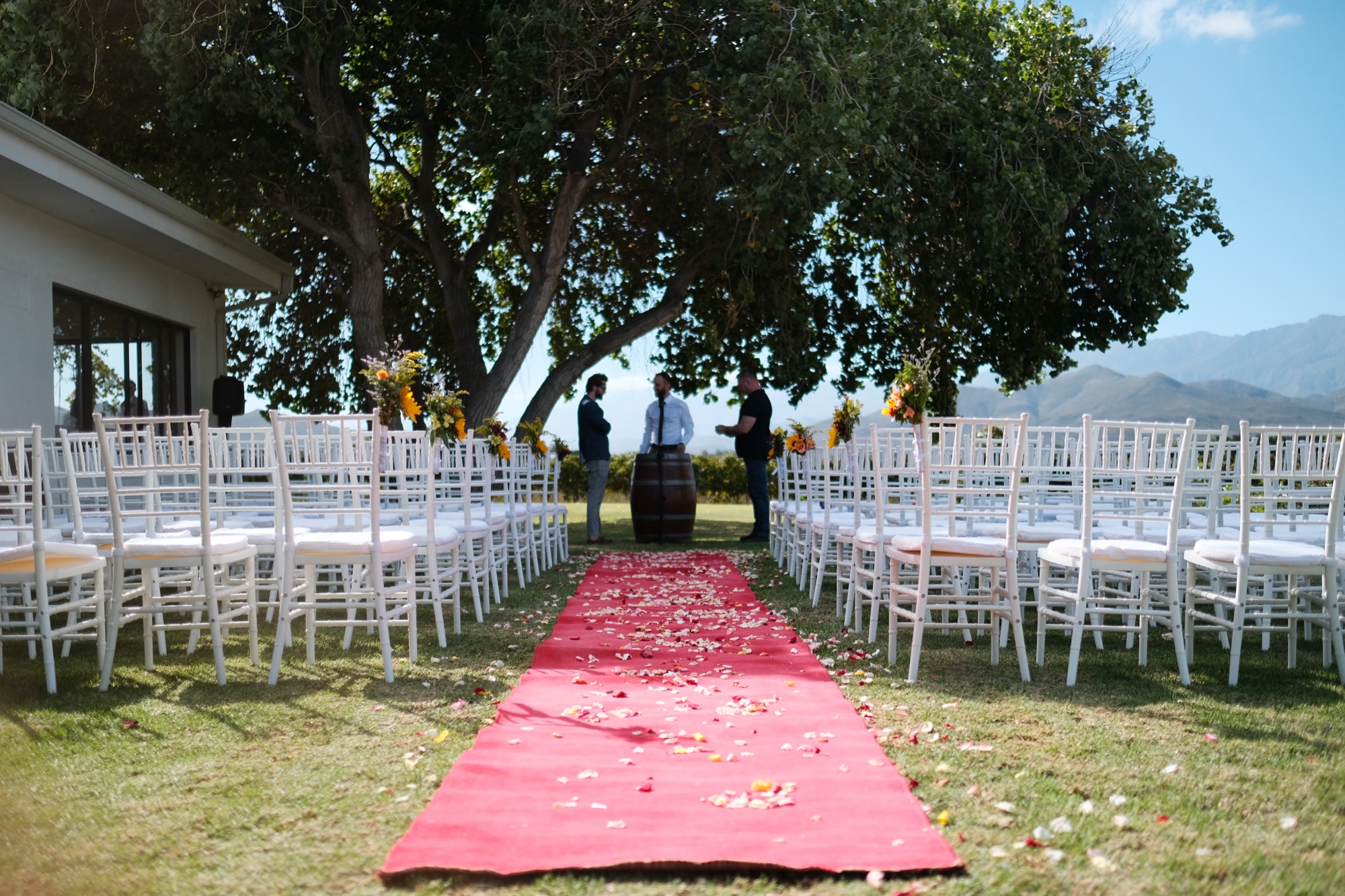 The empty ceremony set up on the lawn, white chairs and a red aisle under a spreading oak, mountains behind