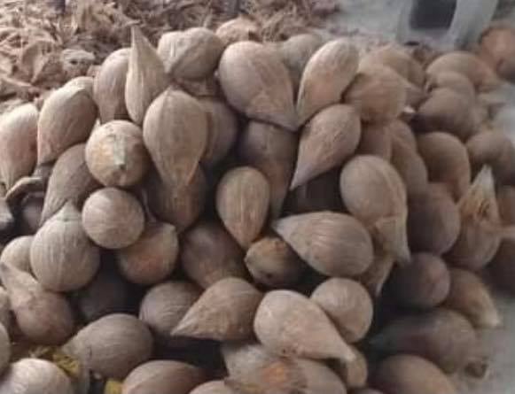 SAHVED COCONUT - Standard