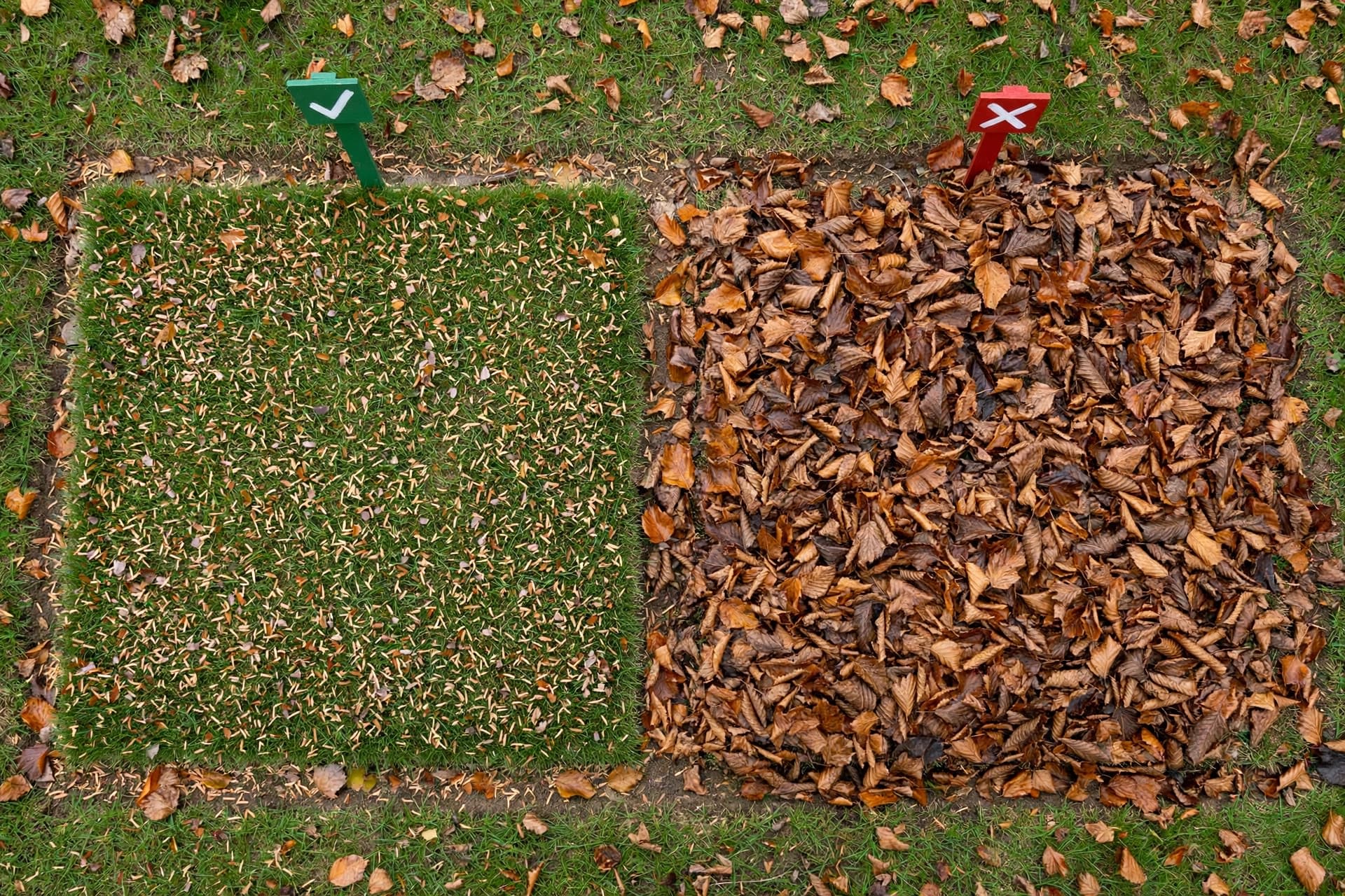 Thin leaf layer with visible grass beside a thick layer showing when leaves can smother a lawn