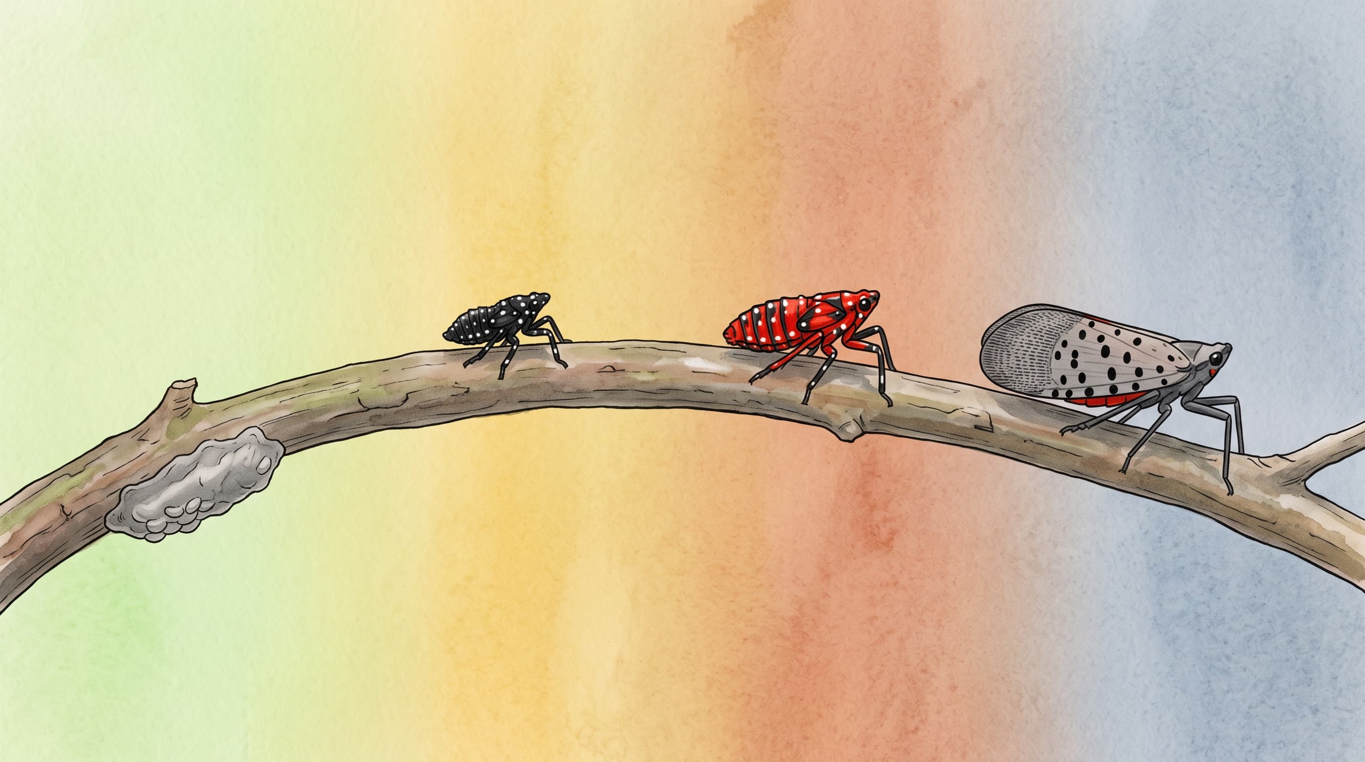 Illustrated spotted lanternfly life cycle from egg mass to red nymph to adult on a tree branch