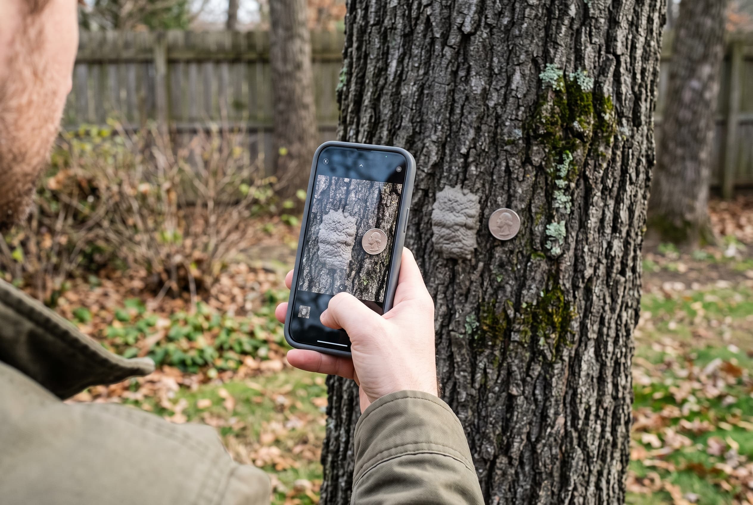 Smartphone photographing a gray egg mass beside a quarter for scale before reporting a sighting