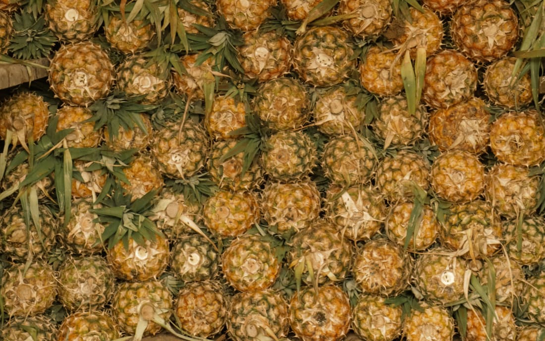 Pineapples prepared for packing and handling