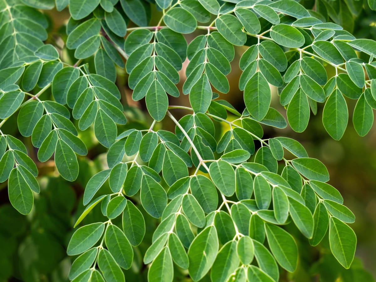 Close-up of fresh green moringa leaves.