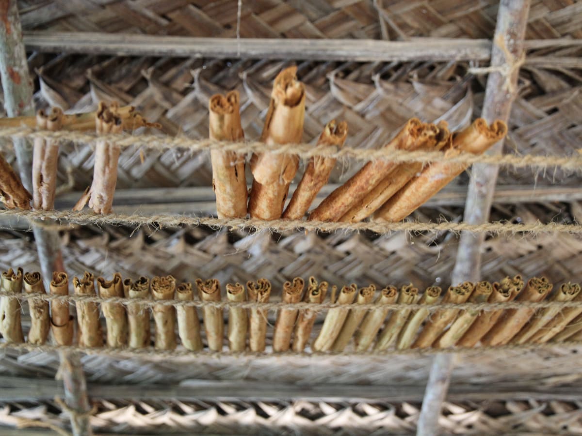 Rows of Ceylon cinnamon quills arranged on racks in Sri Lanka.