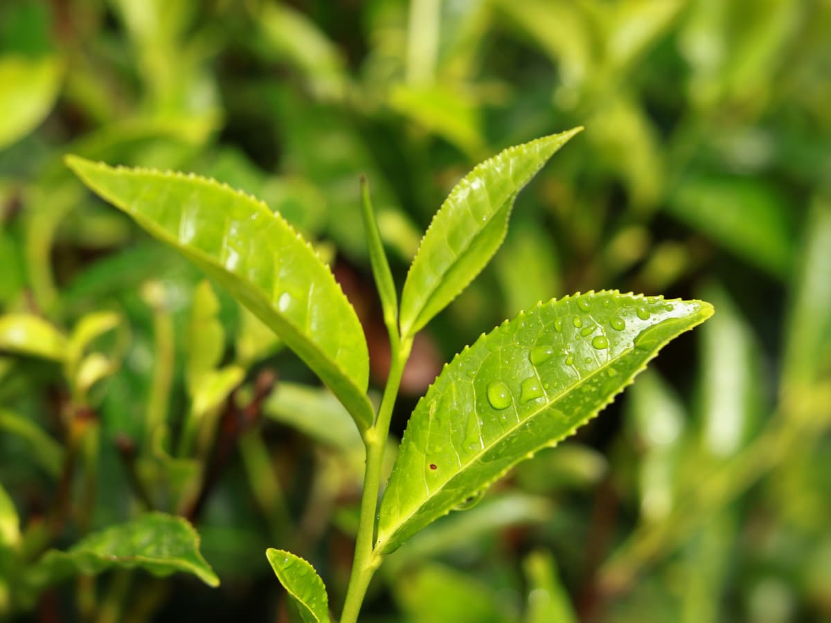 Young tea leaves at the top of a tea bush in Nuwara Eliya, Sri Lanka.