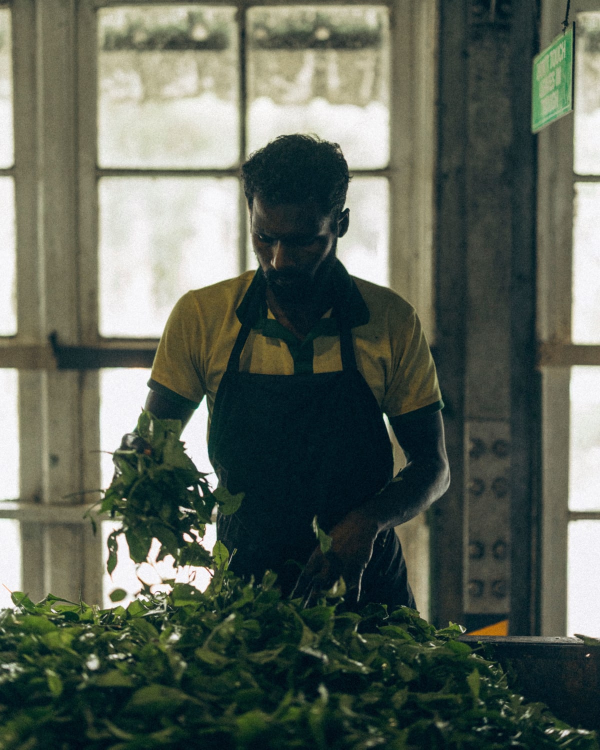 A worker sorting fresh tea leaves inside a tea factory in Nuwara Eliya, Sri Lanka