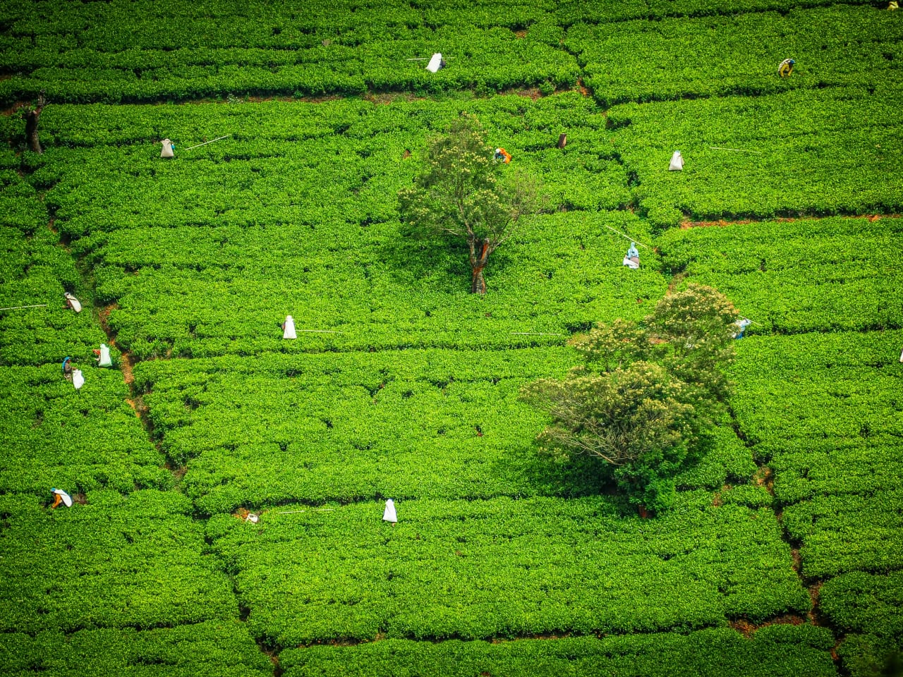 Aerial view of tea fields with workers harvesting tea leaves in Nuwara Eliya, Sri Lanka
