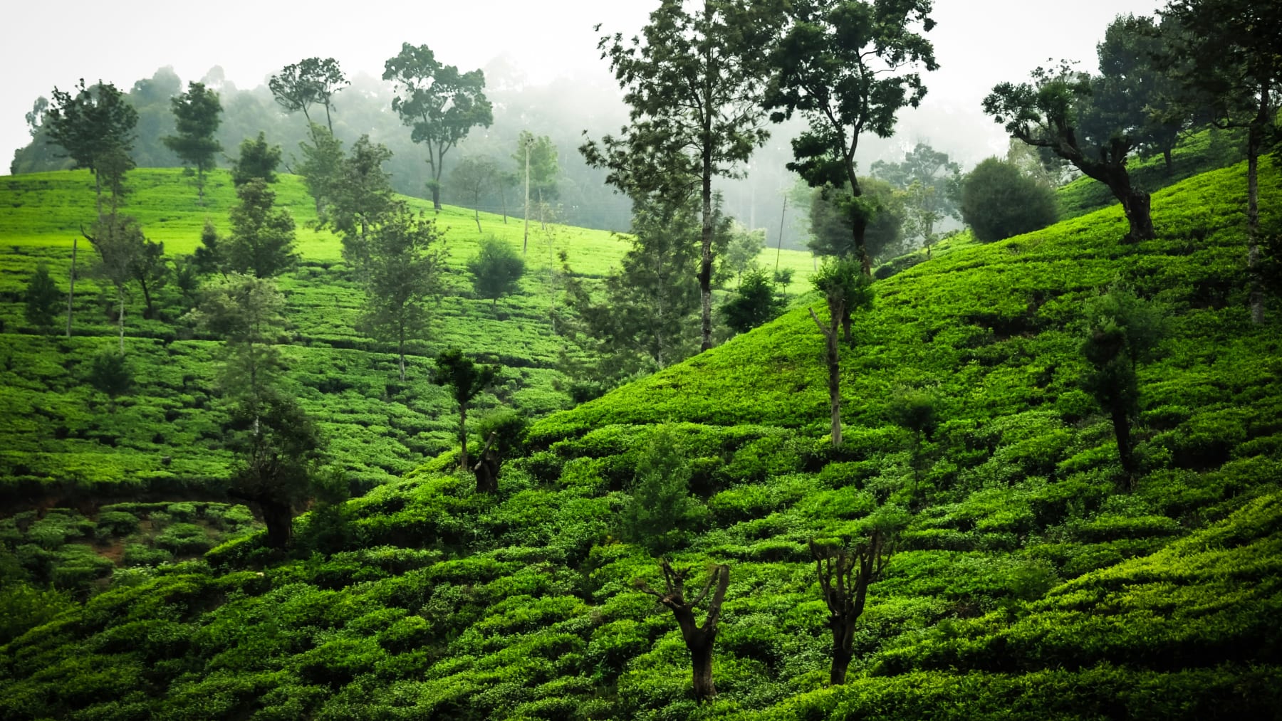 Tea-covered hills in Nuwara Eliya, Sri Lanka