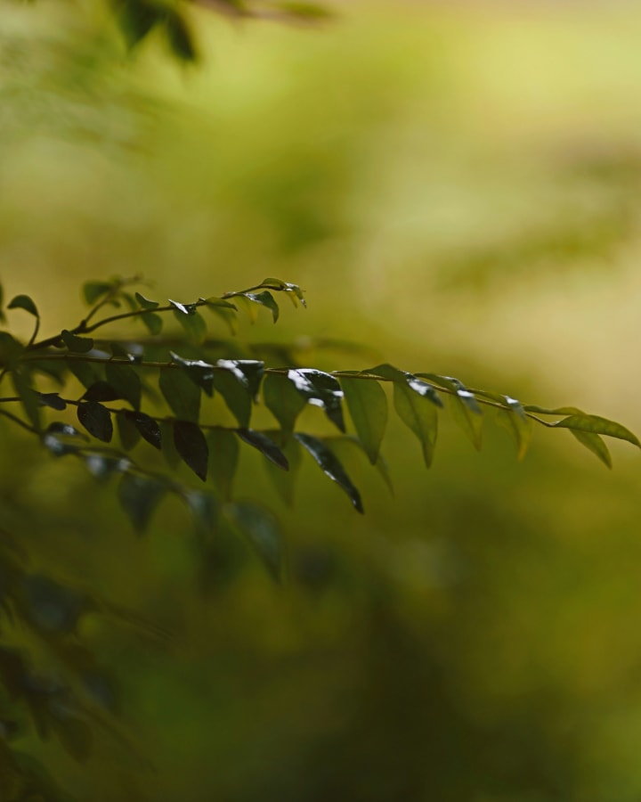 Fresh curry leaves growing in Badulla, Sri Lanka