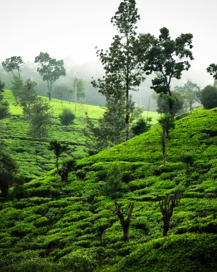 Tea-covered hills in Nuwara Eliya, Sri Lanka