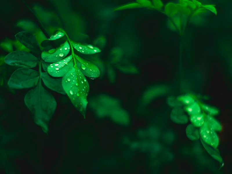 Fresh moringa leaves
