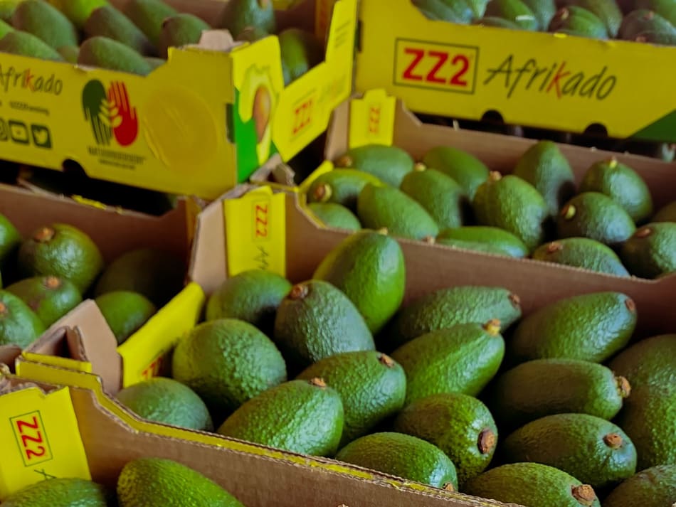 Avocados in commercial handling crates
