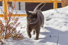 Re:Perfect pet for skiers