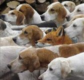 Re:Foxy