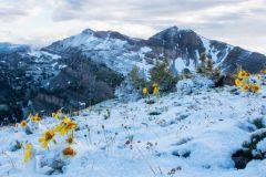 Fresh Snow Falling on Four Continents