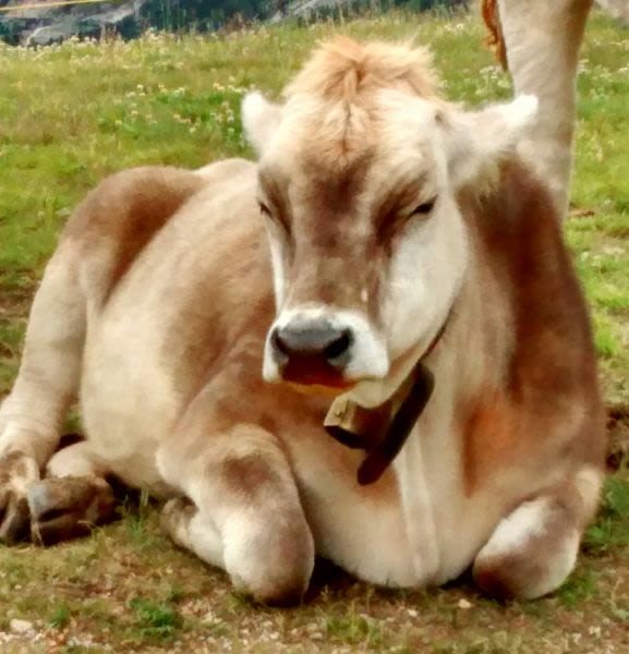 Re:Summer trip to Selva Val Gardena