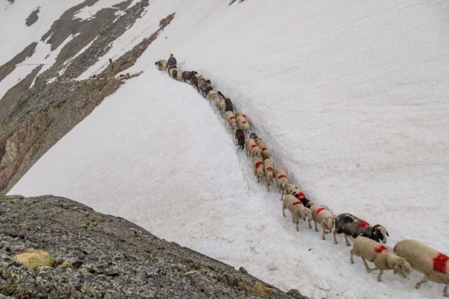 Sheep Come Down, Skiers Go Up