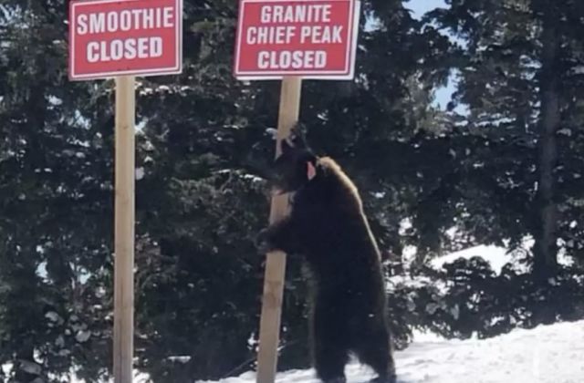 Bear Causes Californian Ski Runs Closure