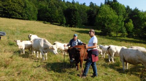 Nikita the cow defends sheep from wolves! 