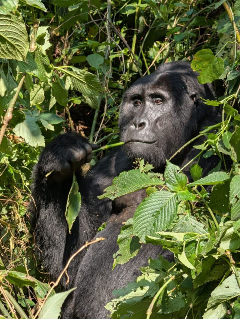 Uganda Safari