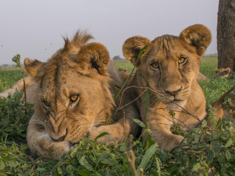 8-Day Tanzania Northern Circuit Safari