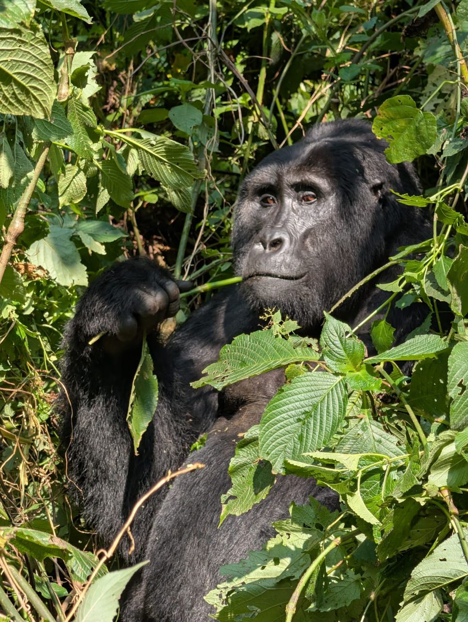 Mountain gorilla observed during a gorilla habituation experience in Bwindi Impenetrable National Park