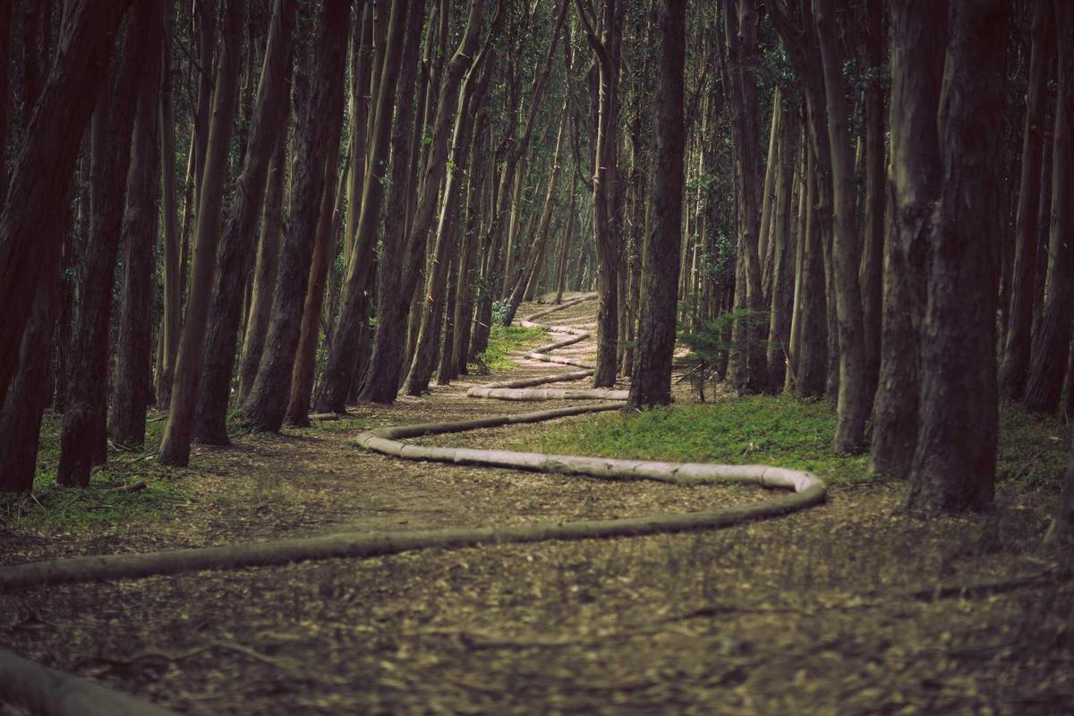 Wayanad Wildlife Trail — photo 4