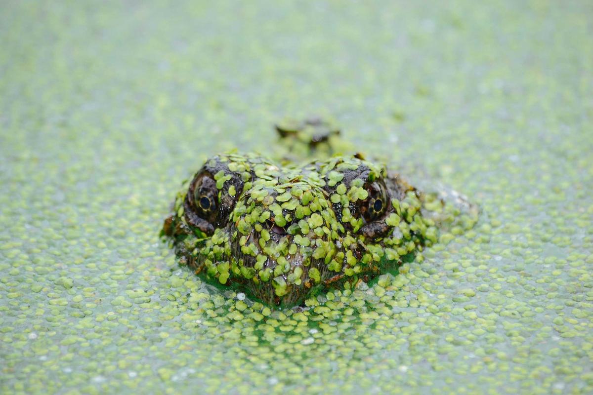 Wayanad Wildlife Trail — photo 5