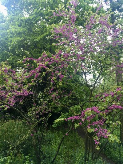 Photo of Judas Tree