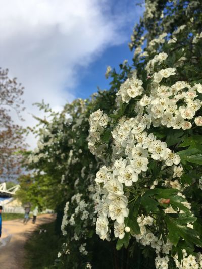 Photo of May Tree