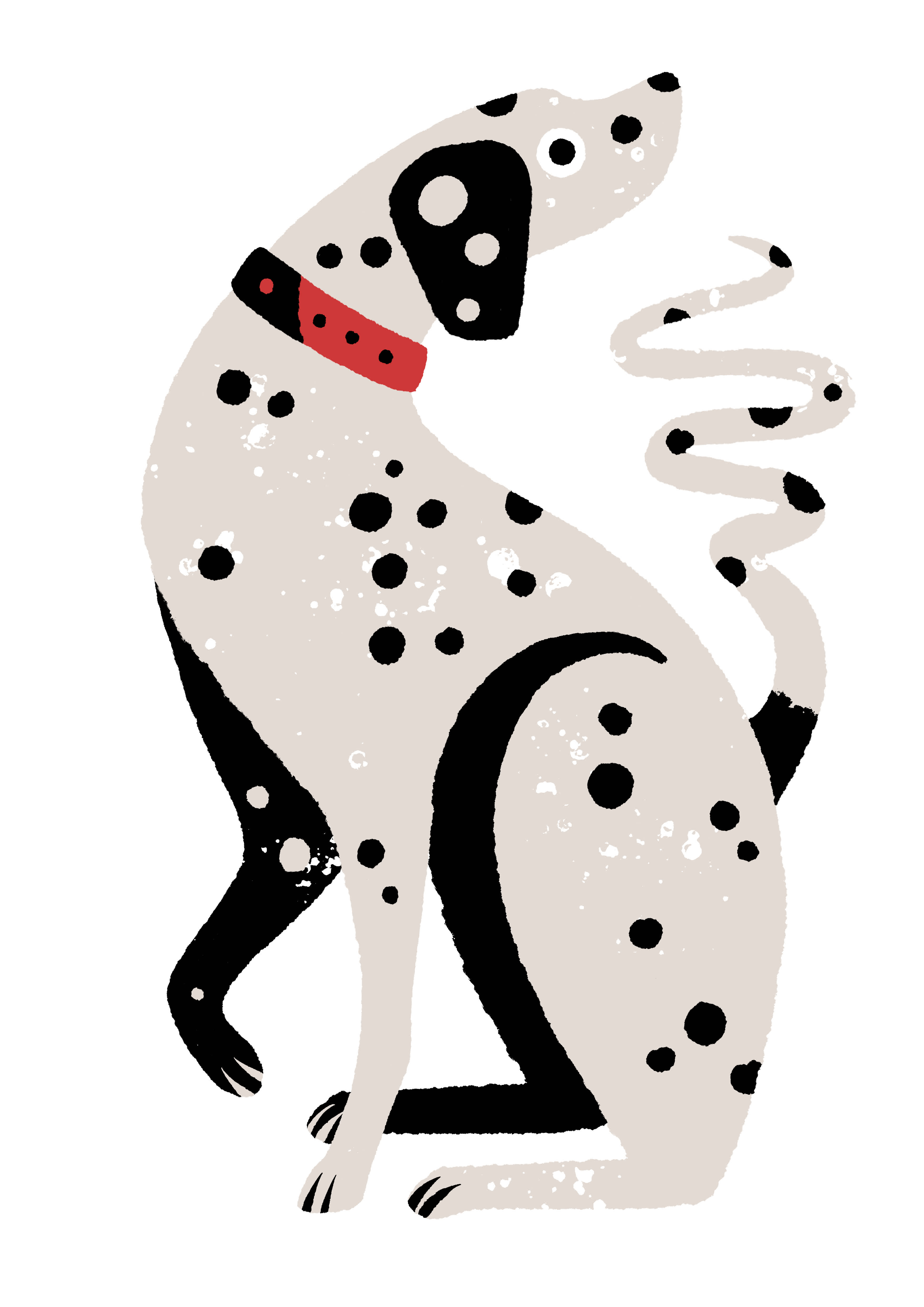 Dalmation
