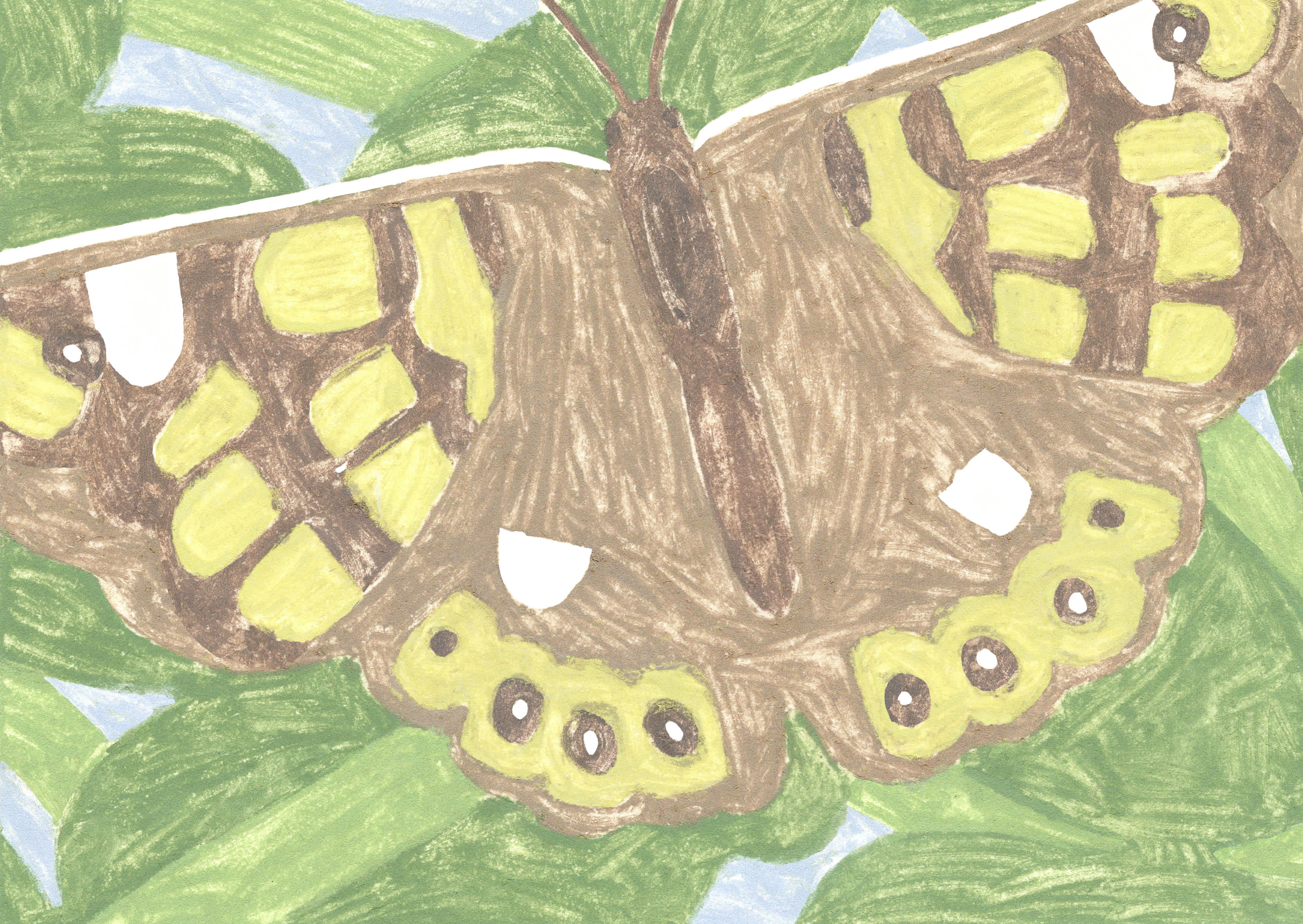 Native flowers and Pollinators