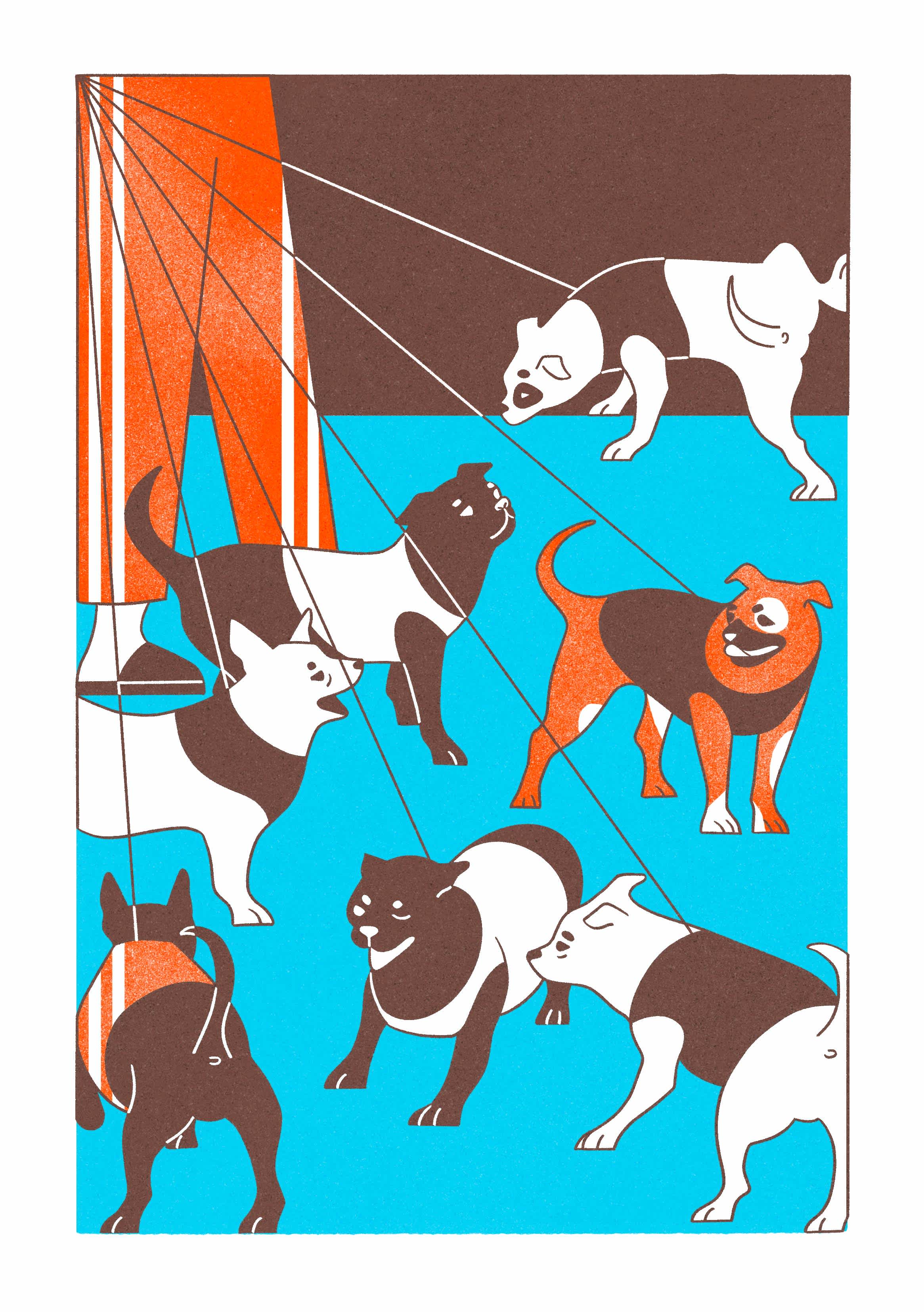 7 of 11 Chihuahua's