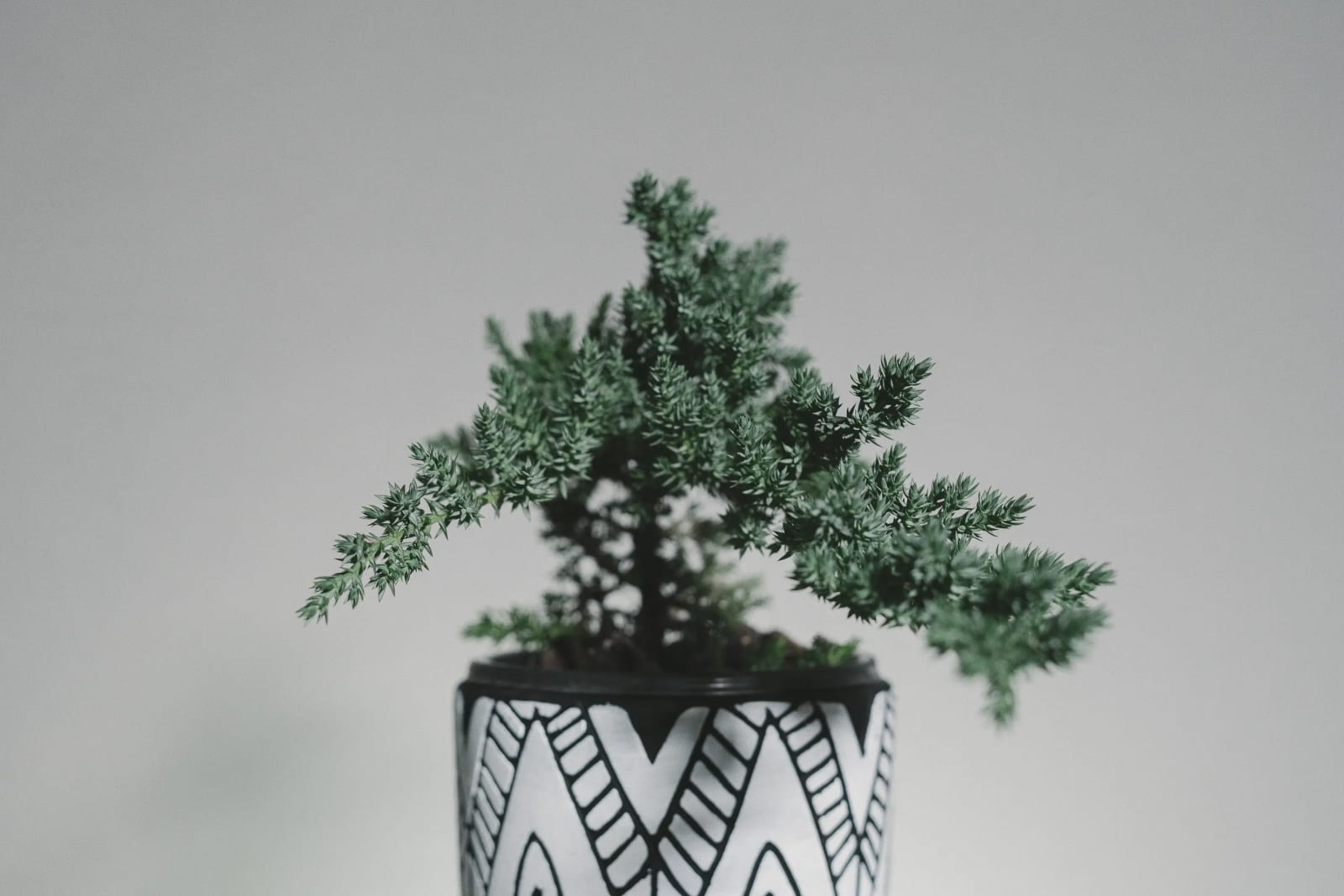 A beautiful plant in a pot on a table
