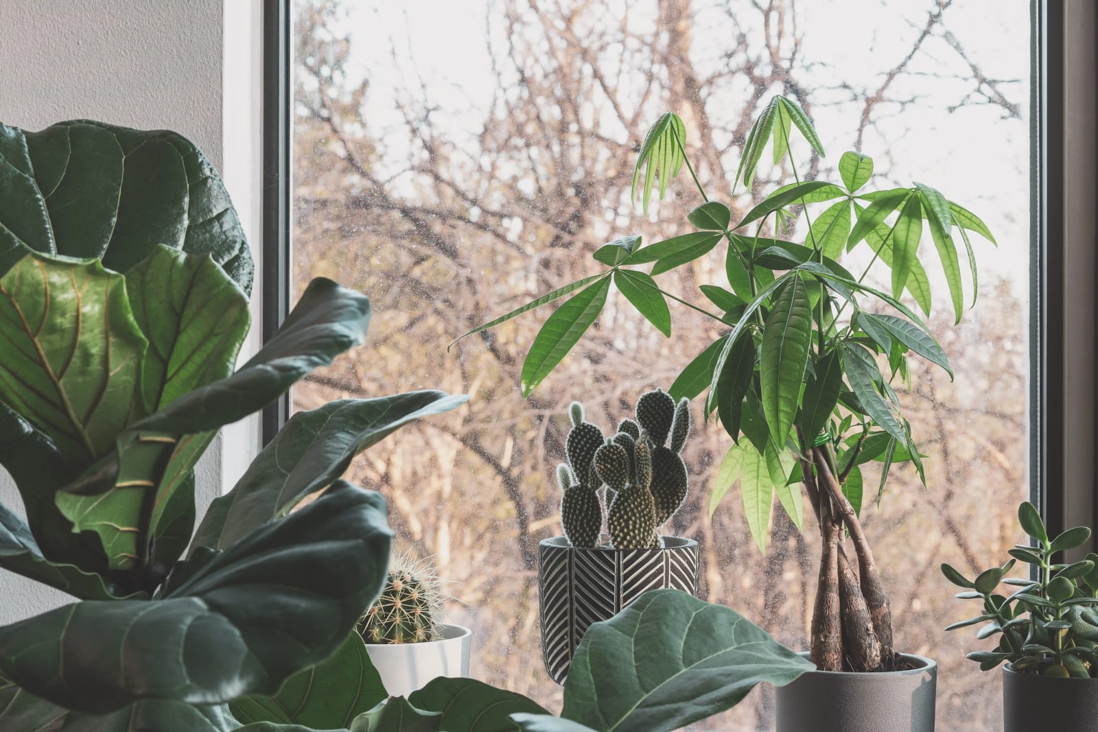 Plants in a window