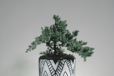 A beautiful plant in a pot on a table