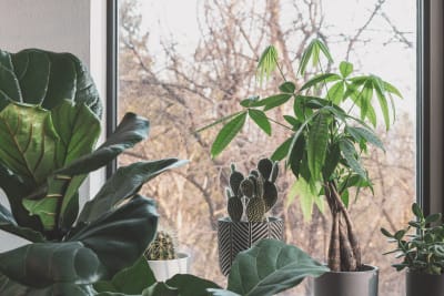 Plants in a window
