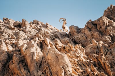 A Sheep on top of a hill