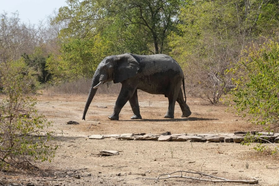 An Elephant in the Mole National Park