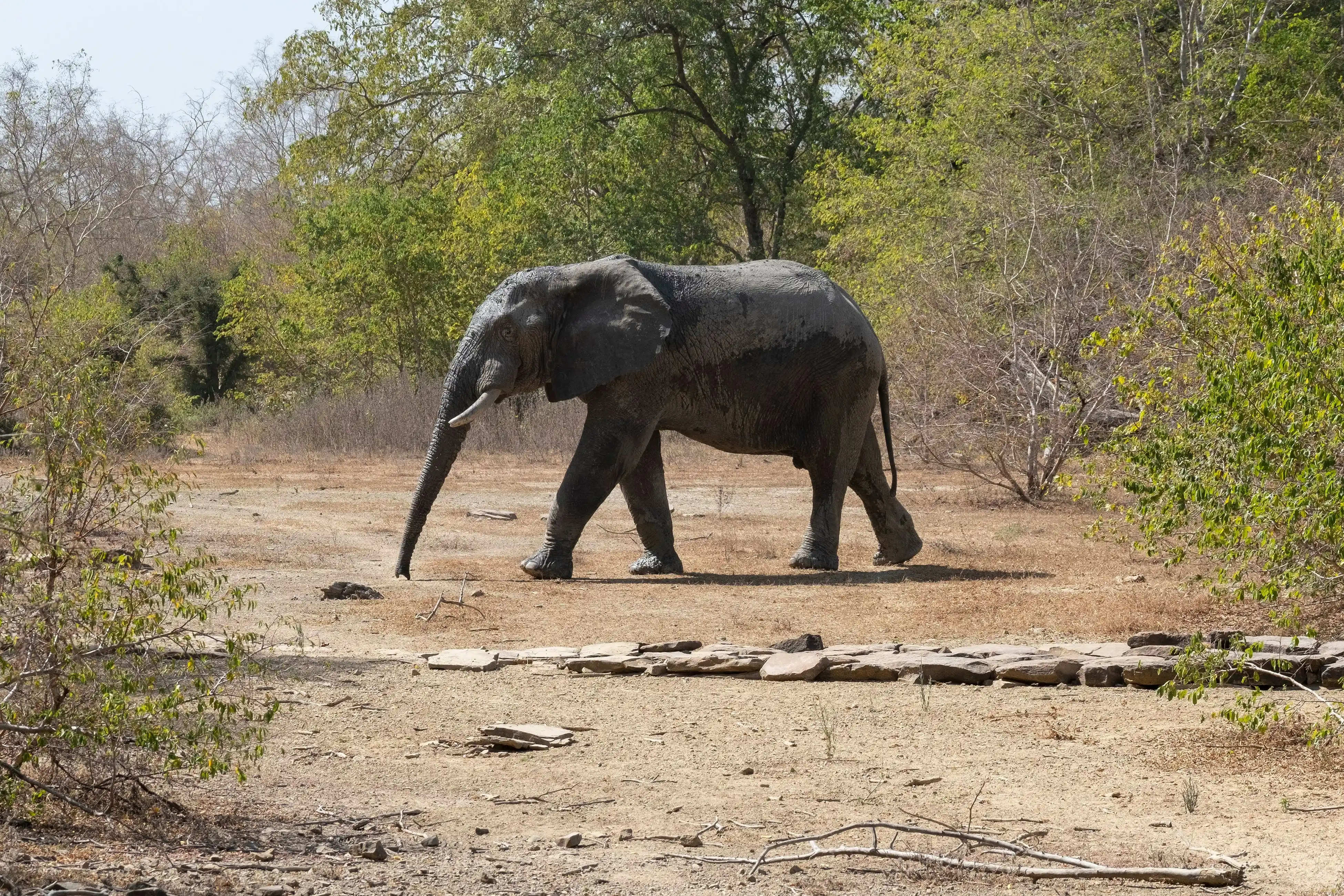 An Elephant in the Mole National Park